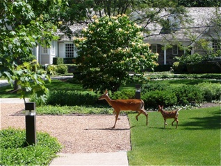 425deer