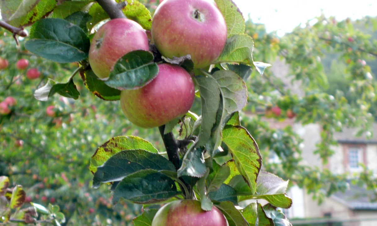 apples