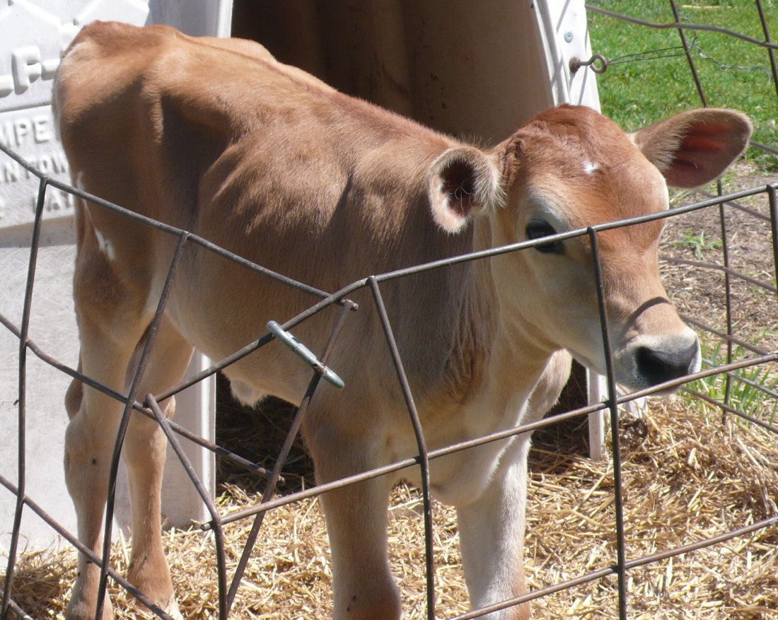 calf