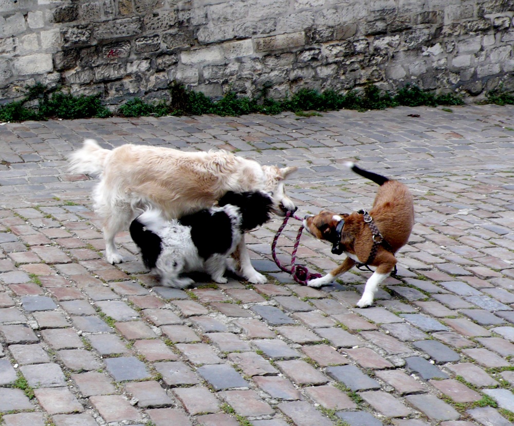 dogs