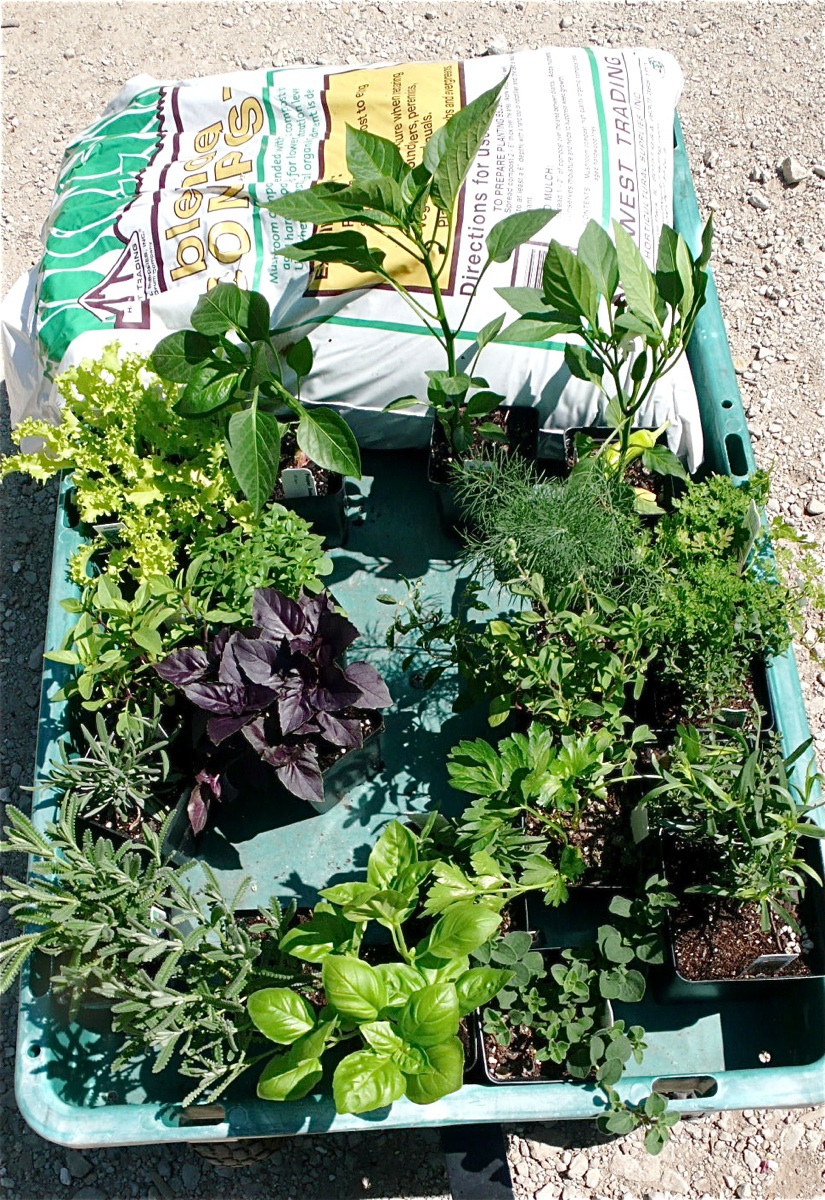 herbs1