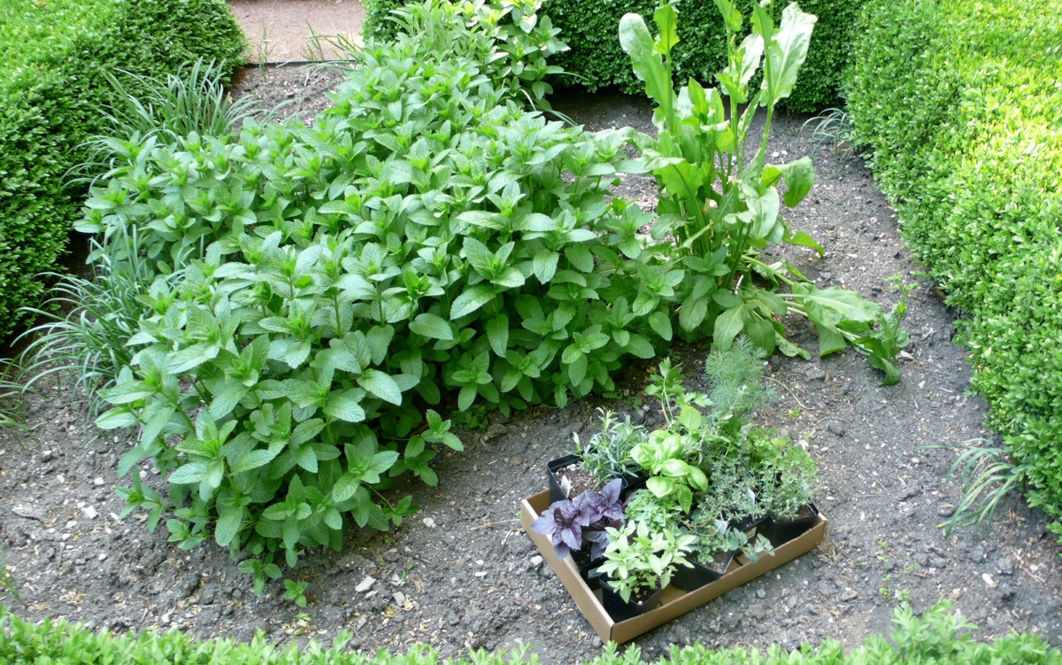 herbs2