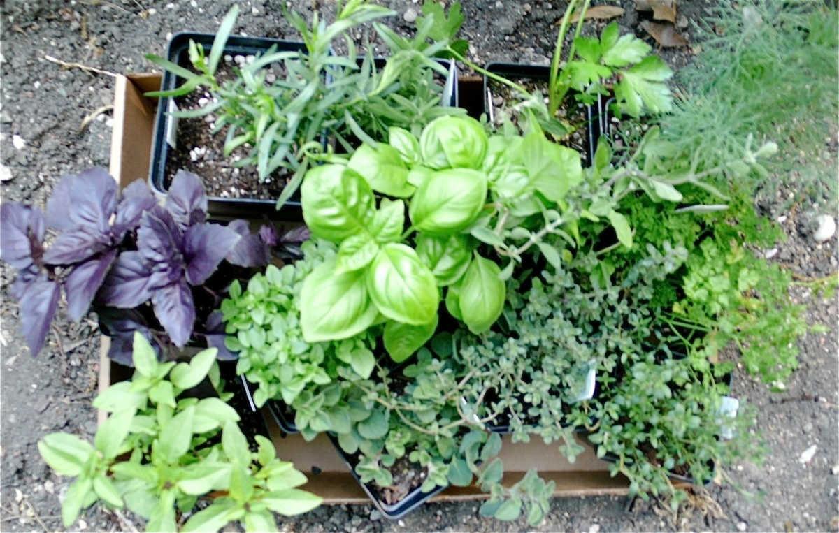 herbs3
