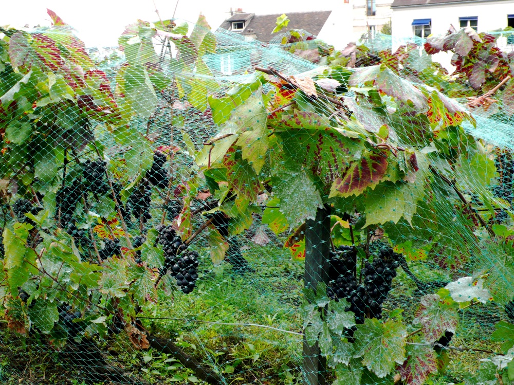 localgrapes