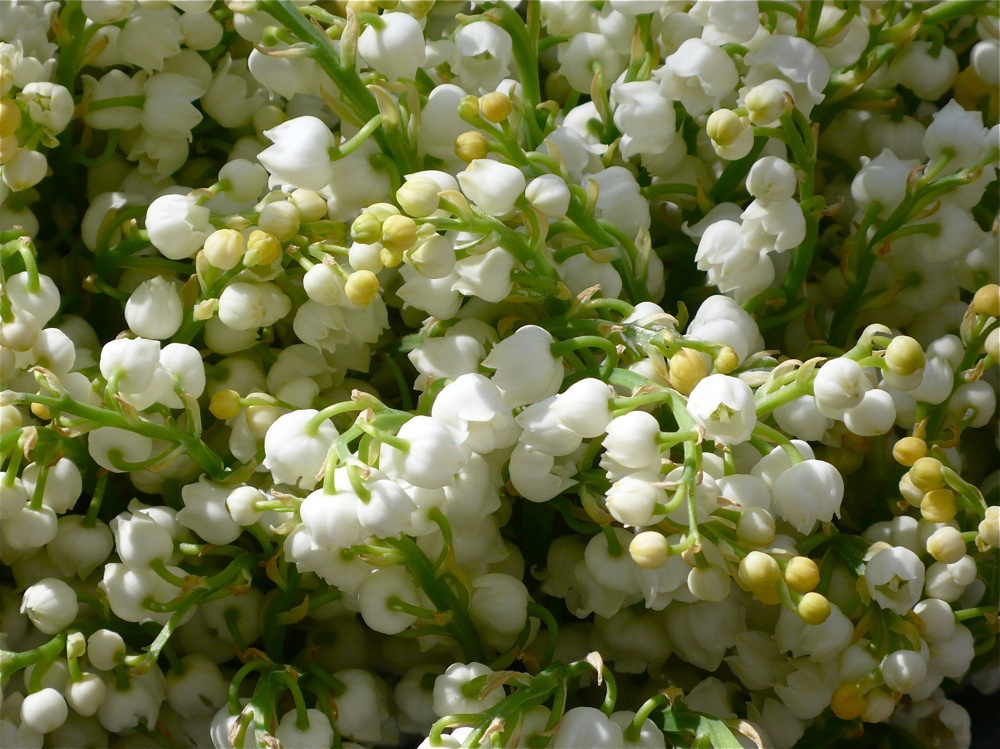 muguet