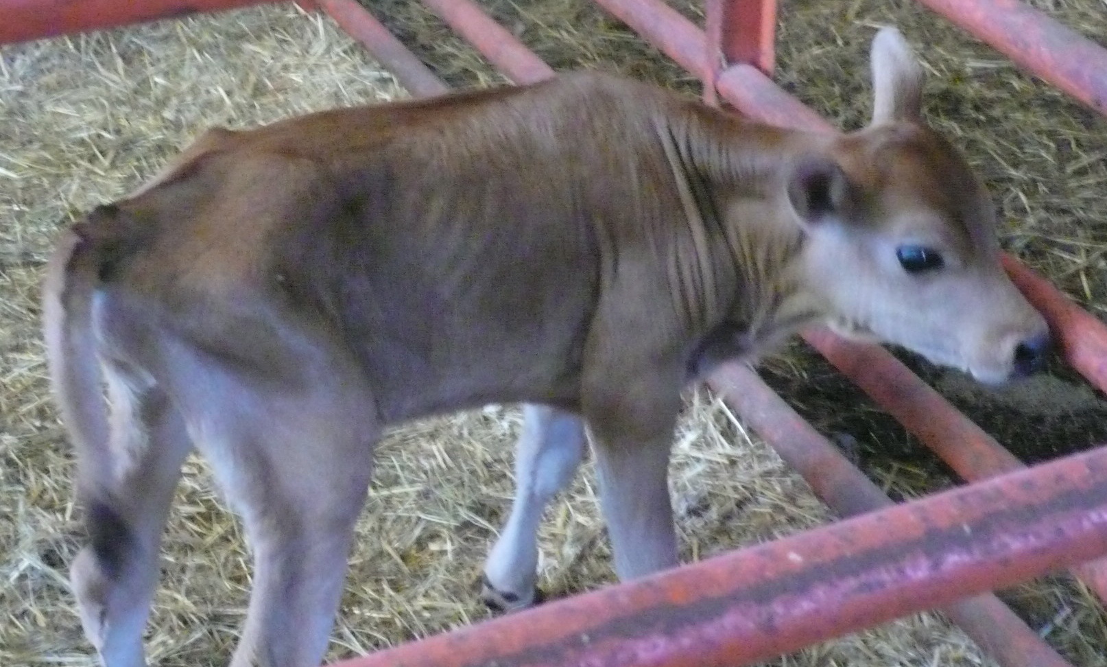 newborn