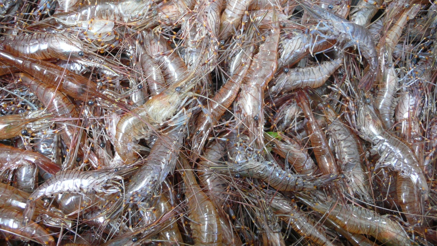 shrimp