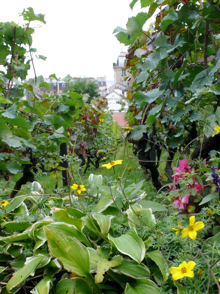 vineyardground